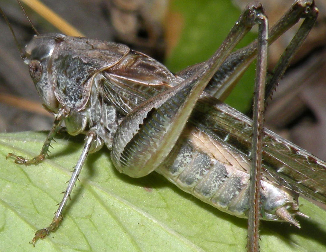 Dall''Appennino Reggiano - Platycleis sp
